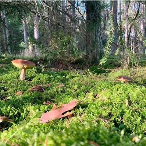 Sielanka Nad Junem * Mrągowo